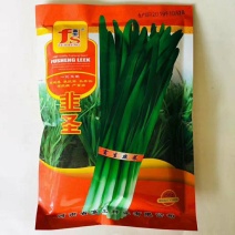 富生韭圣韭菜种子不休眠抗倒伏无干尖生长速度快