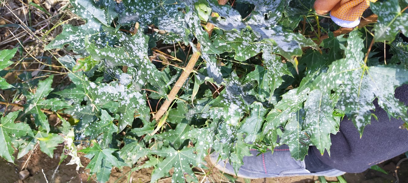 五角枫叶片上明显的白色粉状病斑