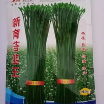 新育苔韭王种子耐寒抗病产量高韭苔色泽翠绿口感鲜嫩