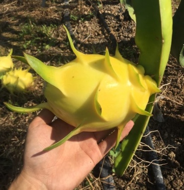 澳大利亚无刺黄龙果苗