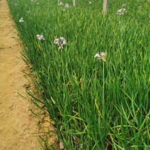 紫娇花基地直供质优价廉欢迎选购