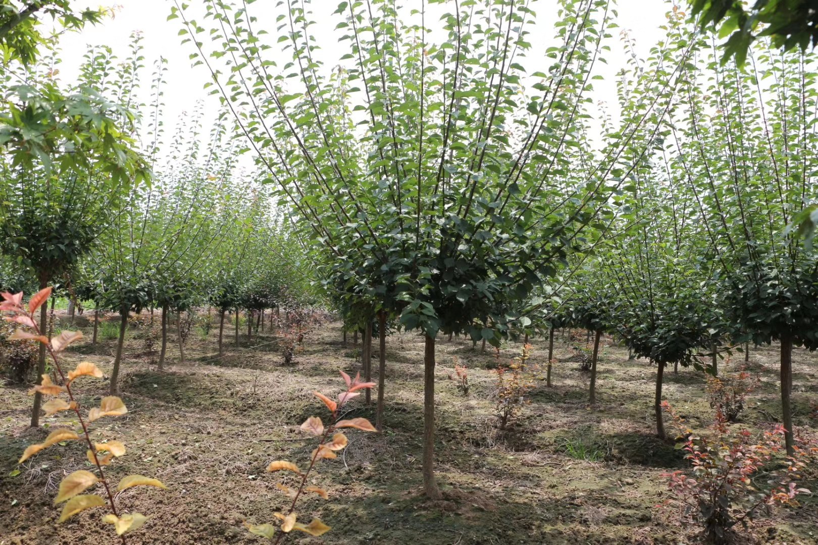 松红梅扦插苗生长状态图