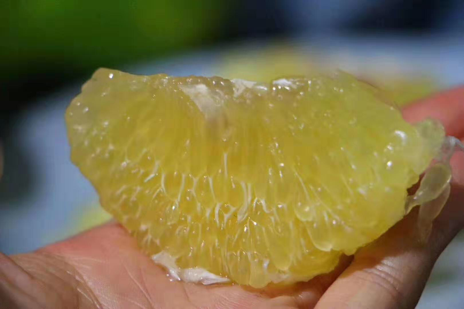 一个成熟的汤姆逊葡萄柚,表皮呈浅粉红色至淡黄色,光滑有光泽;切开后果肉饱满鲜红,汁胞分明,无明显种子,背景为自然果园环境,阳光照射下凸显果实的新鲜质感 汤姆逊葡萄柚整果特写