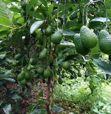 广西牛油果树苗 带花发货 鳄梨哈斯桂垦南方种植地载 果苗