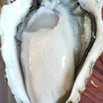 外海生蚝特价小包装多种规格批发生蚝产地直发