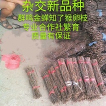泌阳金蝉繁育专业合作社.群鸣金蝉卵枝种苗种子.