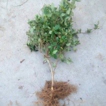金银花苗，常年大量供应山东各种规格金银花苗