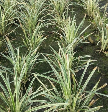 银边吉祥草自产自销量大从优