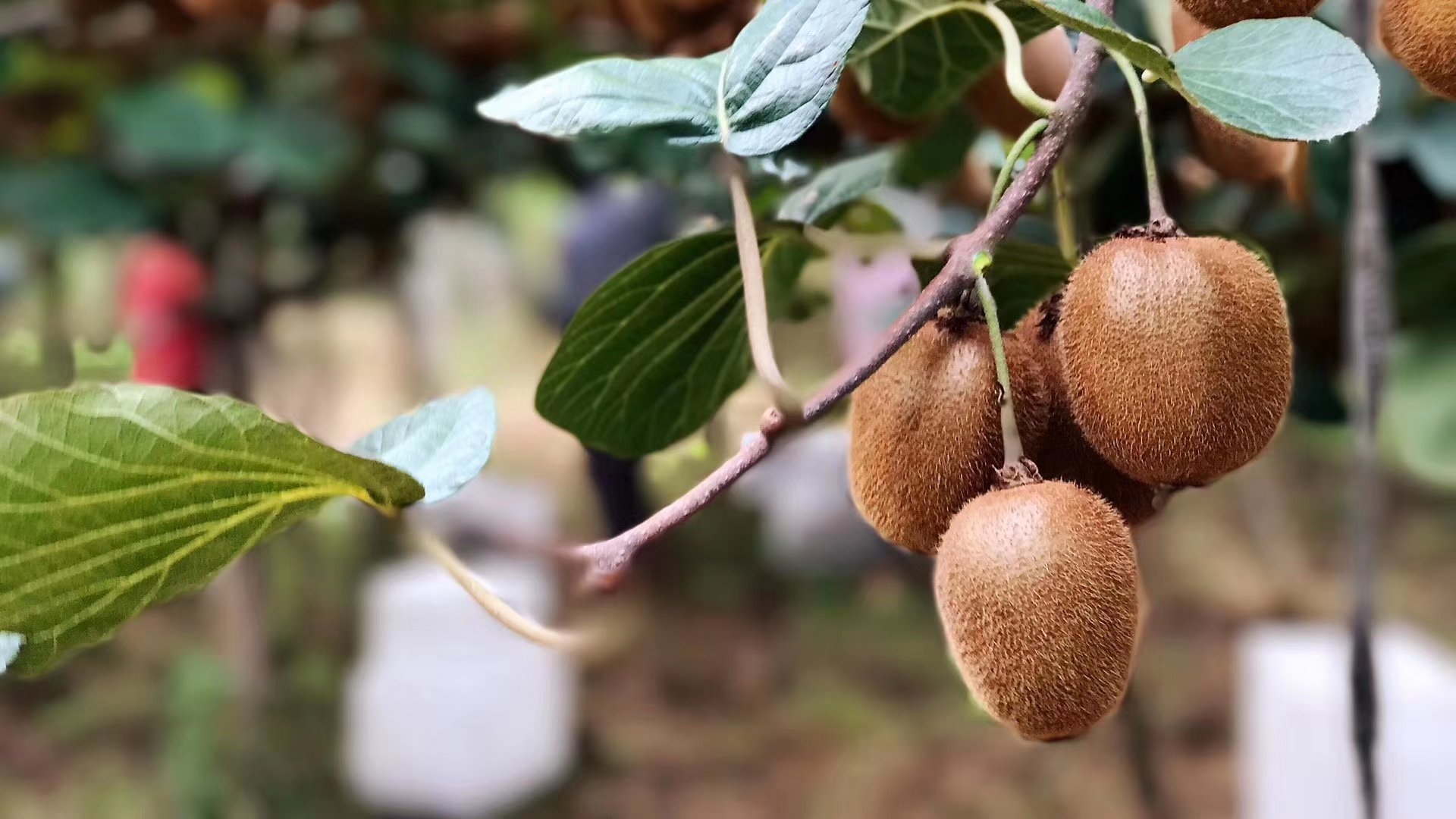 成熟采摘期的海沃德猕猴桃特写