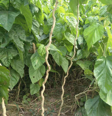 [桑树批发]云龙桑 拐桑 龙拐桑价格1.50元/棵 - 一亩田