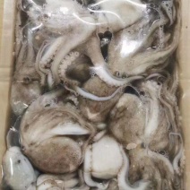 辽宁东港深海海捕新鲜大章鱼