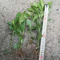 草珊瑚九节茶肿节风种苗基地供应欢迎各位人士