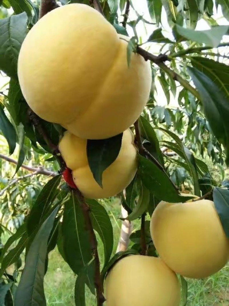 黄金蜜3号桃苗,成活率高,技术指导,保品种,可签合同