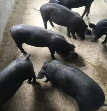 苏太母猪原种母猪全国包邮买10头送公猪一头