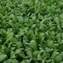 油麦菜苗（一年四季可以种抗抽抬）
