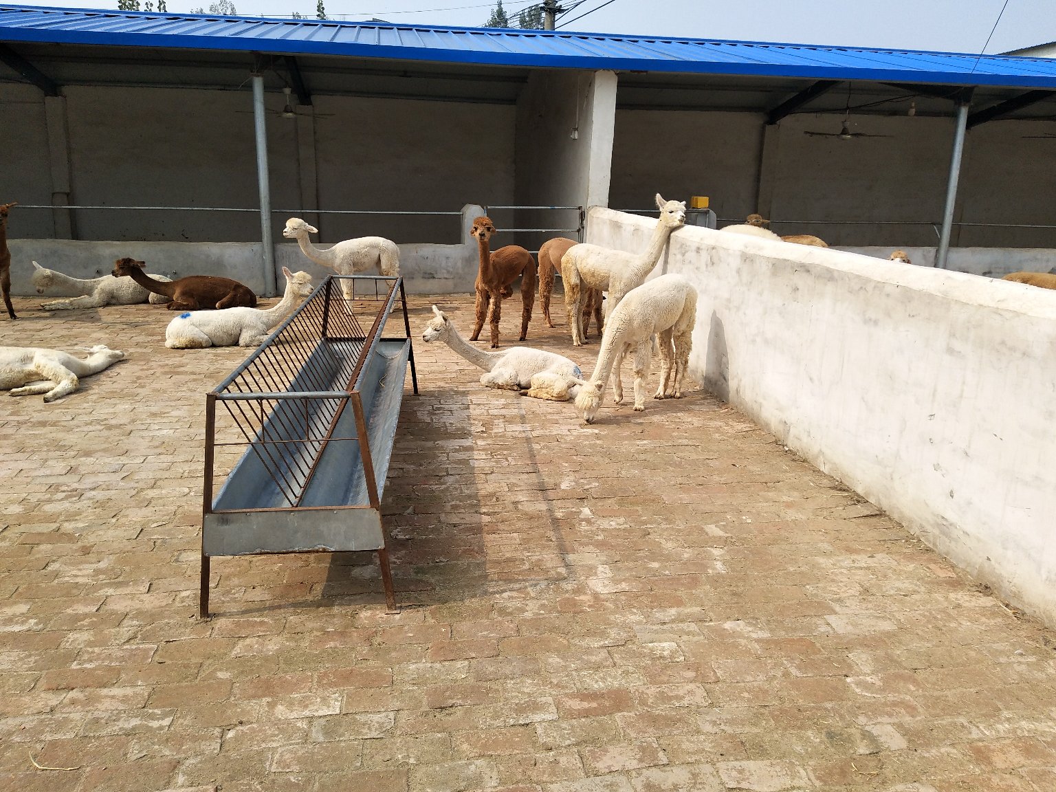 羊驼群在农场中悠闲生活