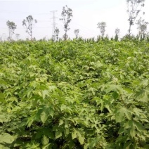 构树苗禇树苗枝行道树木构树小苗绿化造林构树构树叶钩树