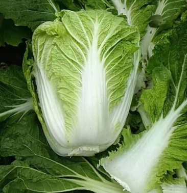 大白菜 青杂三白菜 颜色鲜个头大 质量保证 单个4～8斤