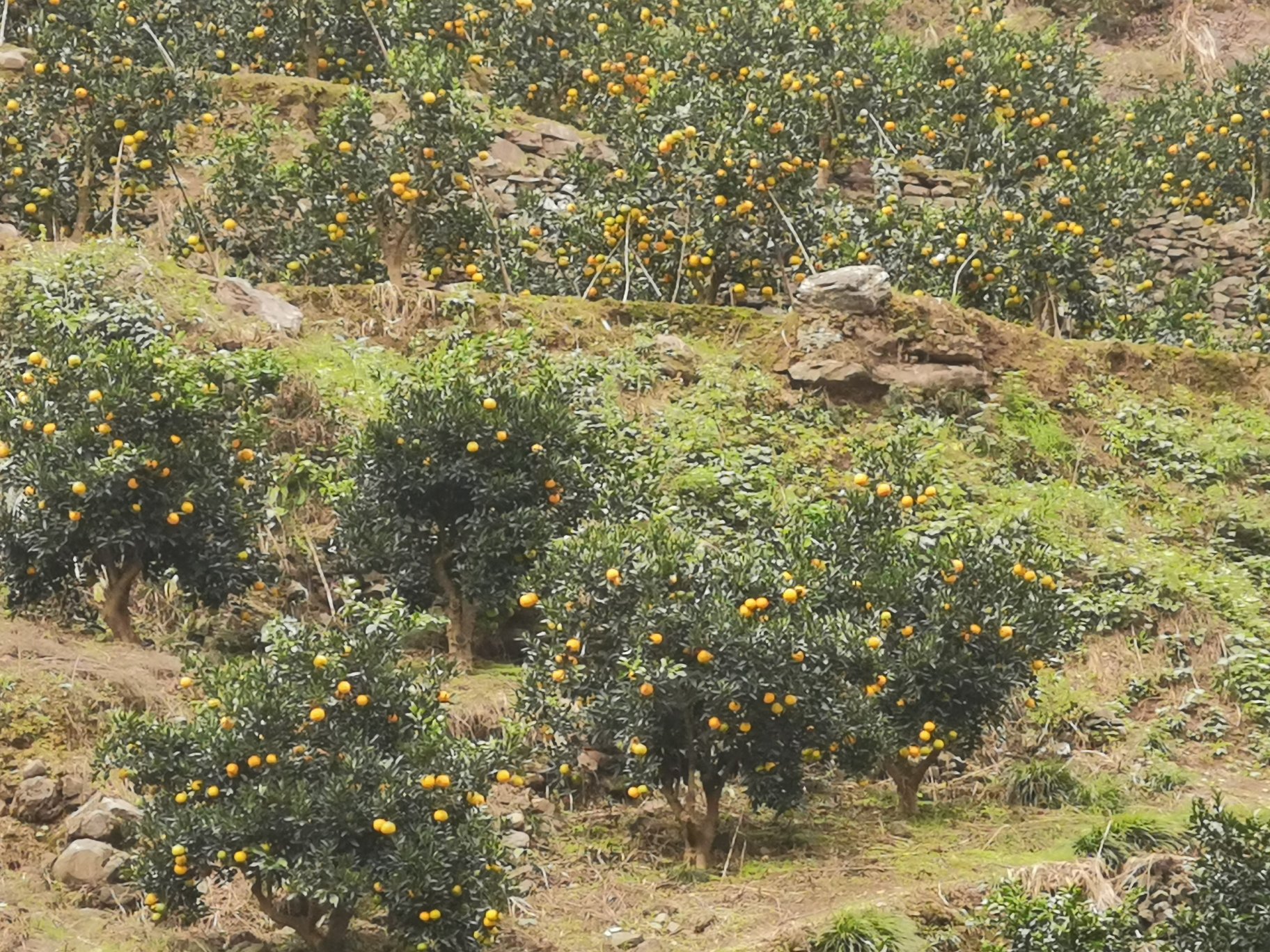 归橙品牌包装与产品陈列展示图