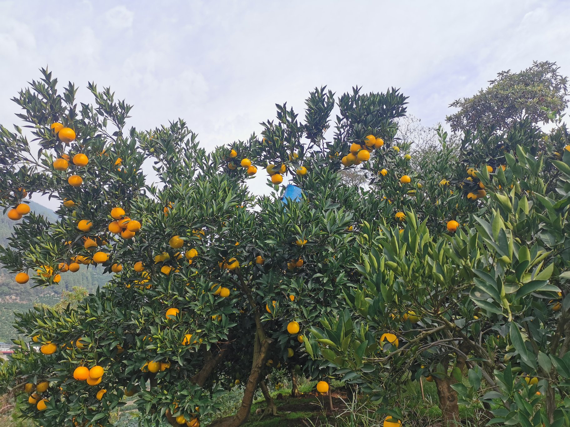 秭归脐橙果园航拍图,展示成片种植的绿色果园,果实挂满枝头 秭归脐橙果园航拍图