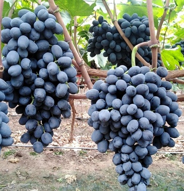 [克伦生葡萄批发]秋黑,黑提代办价格9.00元/斤 - 一亩田