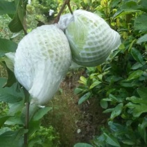 南方水果，台湾四季珍珠番石榴自家基地种植欢迎咨询