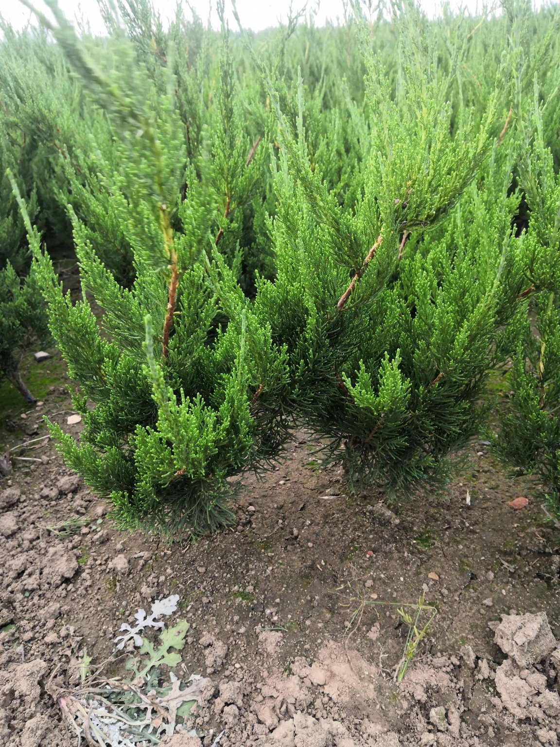 [龙柏批发]侧柏 塔柏 蜀块 龙柏价格0.80元/棵 - 一亩田