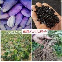 八月瓜紫宝二号种子少籽八月瓜湖南八月瓜1、种植
