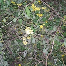 野菊花杆