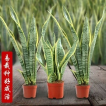 虎皮兰裸根发货高度40~60福建漳州基地