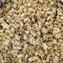 菊花，祁菊花