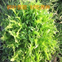 蔬菜种子苦苣种子阳台庭院盆栽水果蔬果籽碎叶菊苣苦苣