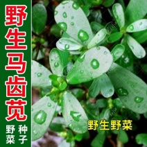 马齿苋野生马齿苋种子马齿芽苗菜蚂蚱菜室内四季易播种长命菜