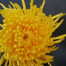 金丝皇菊
