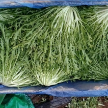 精品苦菊批发苦菊大量上市高端品质货量巨大日供万斤以上