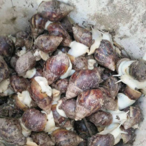 白玉蜗牛