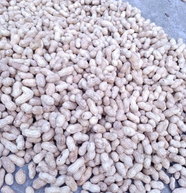 [白玉花生批发]农家产品价格14.00元/斤 - 一亩田