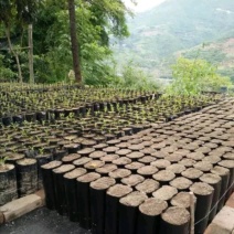魔芋天麻种植袋加厚PE营养袋种植袋源头工厂一手货源