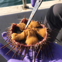 黄肉海胆活海胆小平岛海胆