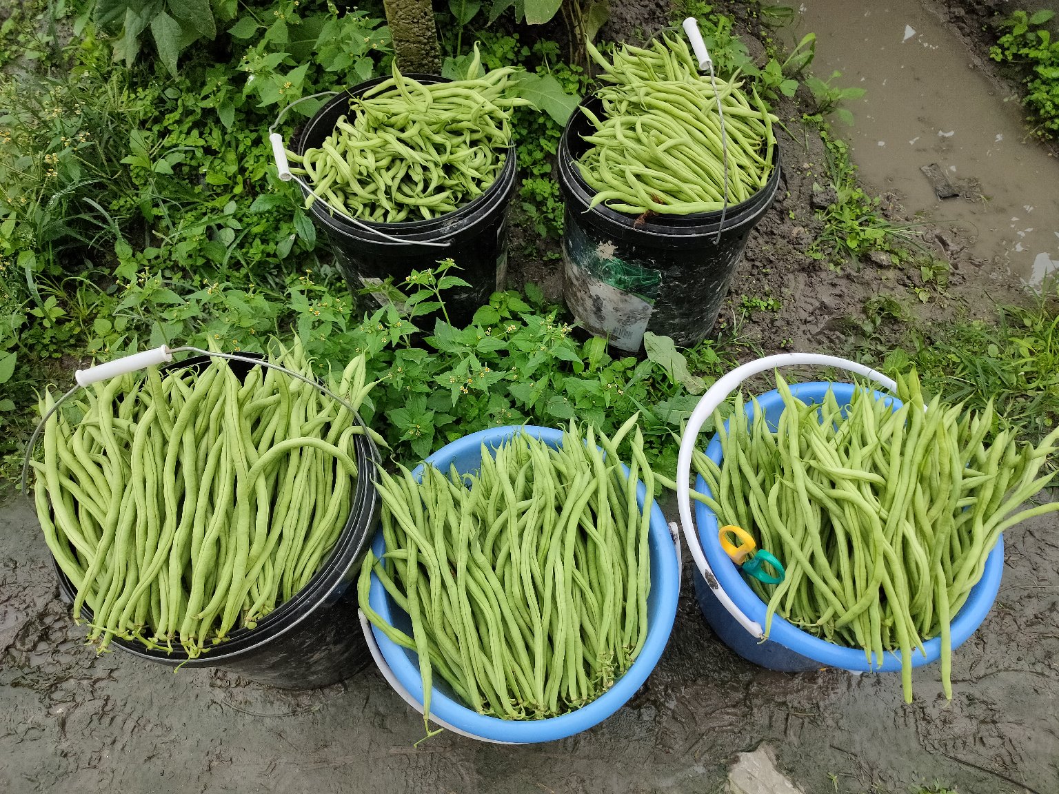 无筋豆焯水过程图