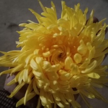 特级优质金丝菊，婺源菊，大板菊，等各种菊花！