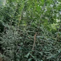 皂角树苗盆栽地栽四季栽种好活