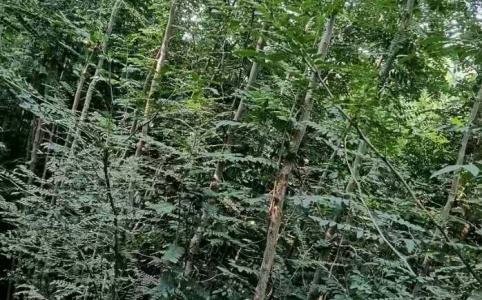 猪副产品价格行情_今日猪副产品价格多少钱一斤 _ 一亩田