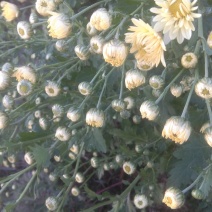 苏北菊杭白菊茶菊