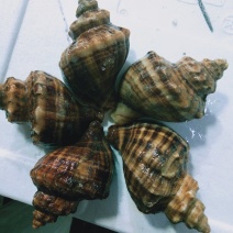 鲜活海鲜