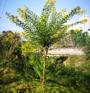 [黄花槐批发]黄花槐 黄槐树 黄花槐苗价格1.00元/棵 - 一亩田