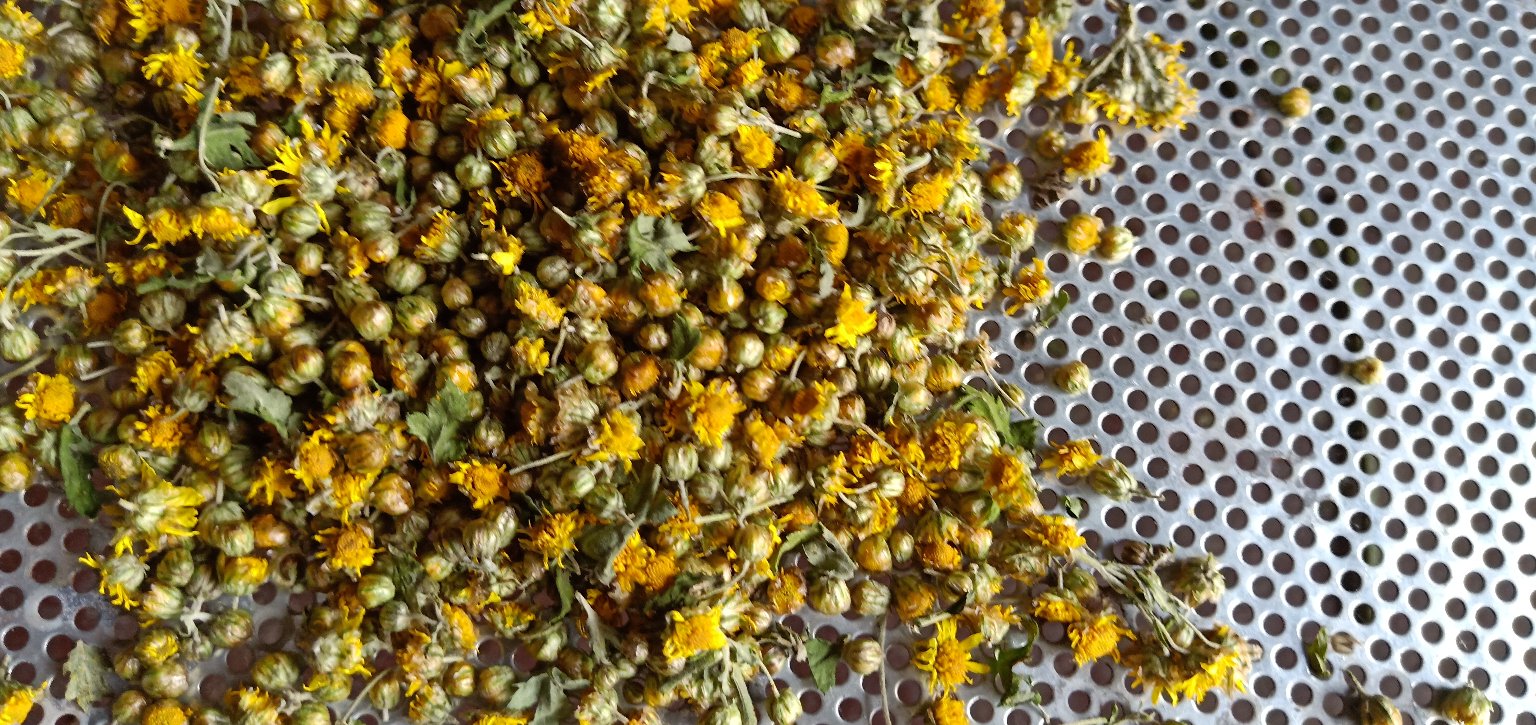 野菊花熬水洗面步骤图