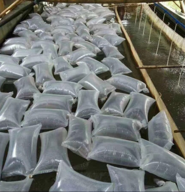 [虾苗批发]罗氏沼虾/基围虾/草虾/河虾全国包邮提供优质的苗价格0.