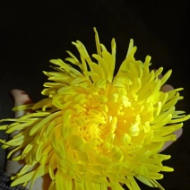 金丝皇菊