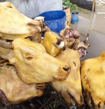 锡林郭勒草原火烧净牛头实图火燎黄牛头大量现货